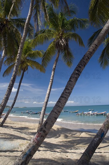 VENEZUELA, Margarita Island, Playa la Galera, View of exotic beach with palm trees and their shades on the sand, just in front of fishing boats floating at the tropical crystal clear seawaters, shot on a bright day with blue sky and white clouds.