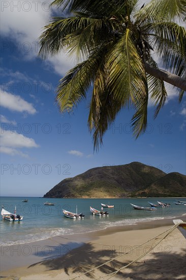 VENEZUELA, Margarita Island, Playa la Galera, View of exotic beach with palm trees and their shades on the sand, just in front of fishing boats floating at the tropical crystal clear seawaters, shot on a bright day with blue sky and white clouds.