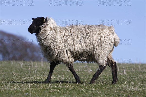 AGRICULTURE, Farming, Animals, sheep grazing on the south downs near Ditchling, East Sussex, England.