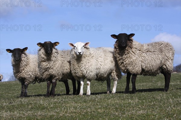 AGRICULTURE, Farming, Animals, sheep grazing on the south downs near Ditchling, East Sussex, England.