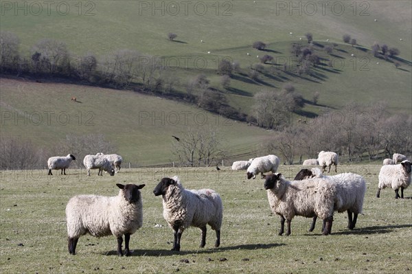 AGRICULTURE, Farming, Animals, sheep grazing on the south downs near Ditchling, East Sussex, England.