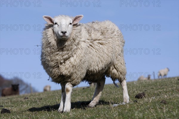 AGRICULTURE, Farming, Animals, sheep grazing on the south downs near Ditchling, East Sussex, England.