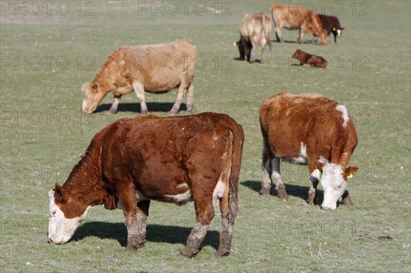 AGRICULTURE, Farming, Animals, Cattle grazing on the south downs near Ditchling, East Sussex, England.