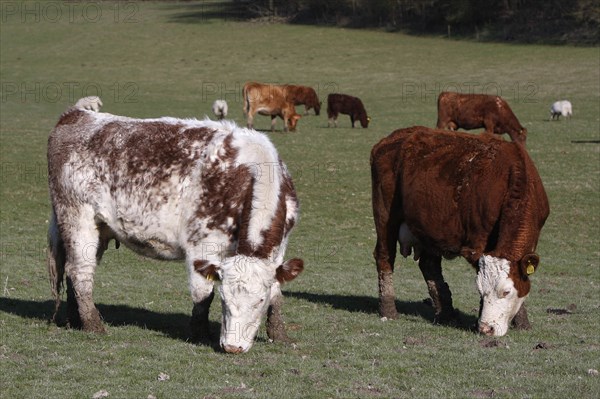 AGRICULTURE, Farming, Animals, Cattle grazing on the south downs near Ditchling, East Sussex, England.