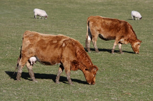 AGRICULTURE, Farming, Animals, Cattle grazing on the south downs near Ditchling, East Sussex, England.