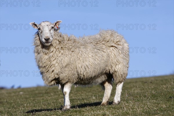 AGRICULTURE, Farming, Animals, sheep grazing on the south downs near Ditchling, East Sussex, England.