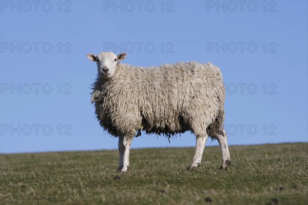 AGRICULTURE, Farming, Animals, sheep grazing on the south downs near Ditchling, East Sussex, England.