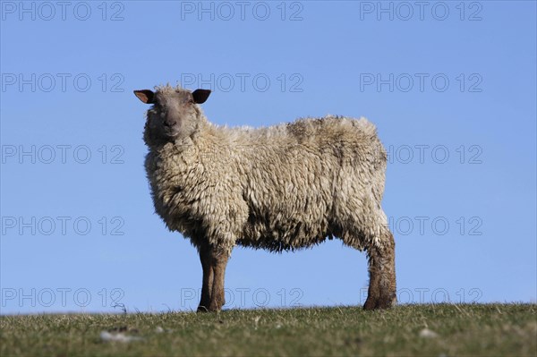 AGRICULTURE, Farming, Animals, sheep grazing on the south downs near Ditchling, East Sussex, England.