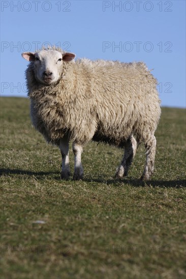 AGRICULTURE, Farming, Animals, sheep grazing on the south downs near Ditchling, East Sussex, England.