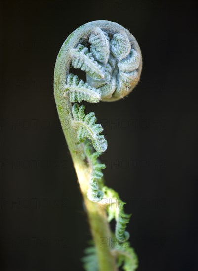 Landscape, Plants, Ferns, Frond unfurling on Dicksonia antarctica evergreen soft tree fern also known as Man Fern or Tasmanian Tree Fern native to Australia.