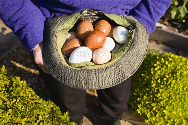 Agriculture, Poultry, Chickens, Lady in her allotment holding a hat containing a variety of free range eggs that she has collected from her hens.