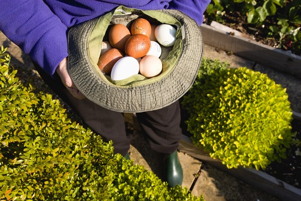 Agriculture, Poultry, Chickens, Lady in her allotment holding a hat containing a variety of free range eggs that she has collected from her hens.