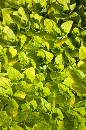 Agriculture, Farming, Herbs, Oregano Origanum vulgare a perennial herb of the mint family native to Europe the Mediterranean region and southern and central Asia.