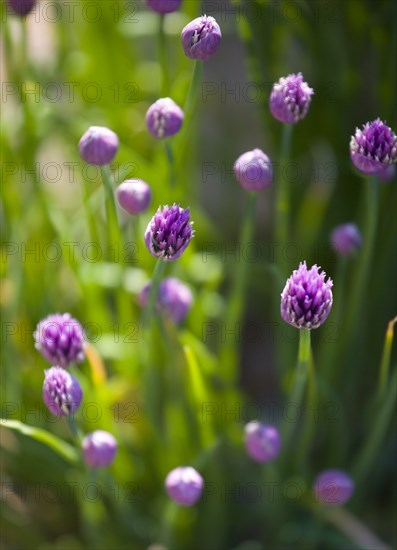 Agriculture, Farming, Herbs, Chives Allium schoenoprasum in flower the smallest species of the onion family Alliaceae native to Europe Asia and North America.