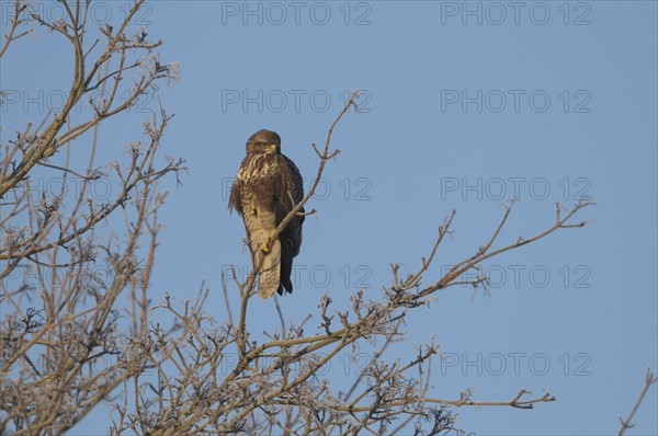 Scotland, Perthshire, Bird of prey perched in tree during winter frost.
