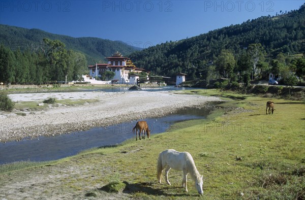 BHUTAN, Punakha, Punakha Dzong fortress temple by the Mo Chhu Mother River. Horses grazing on grass in the foreground.