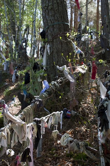 Scotland, Black Isle, Munlochy, Clootie Well, Clothing hanging from trees as part of an ancient pre Christian tradition. Pilgrims a make offerings to the  spring or well in the hope to have an illness cured.