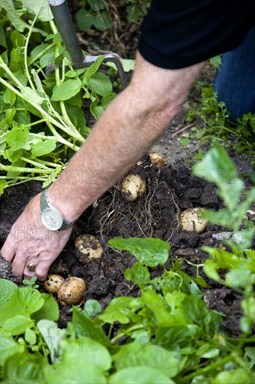 England, West Sussex, Bognor Regis, Freshly unearthed potatoes in a vegetable plot on an allotment.