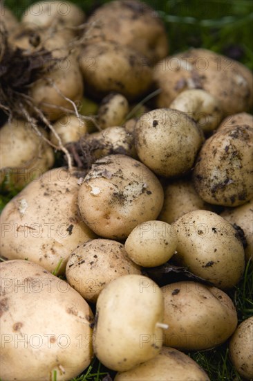 England, West Sussex, Bognor Regis, Freshly unearthed potatoes in a vegetable plot on an allotment.