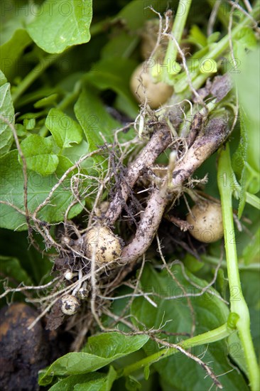 England, West Sussex, Bognor Regis, Freshly unearthed potatoes showing roots of plant in a vegetable plot on an allotment.