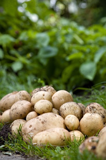 England, West Sussex, Bognor Regis, Freshly unearthed potatoes in a vegetable plot on an allotment.