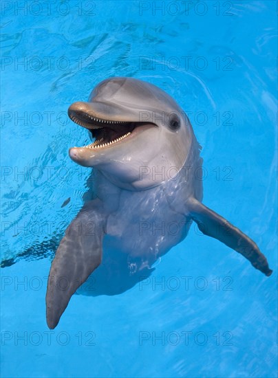 Cuba, Havana, Acurario Nacional, dolphin in the water of the National Aquarium.