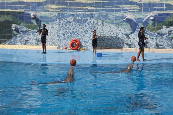 Cuba, Havana, Aquarium with two dolphins balancing balls on their noses as part of a show while three instructors are giving orders.