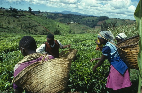 Kenya, Tea Picking, Worker harvesting tea plants.