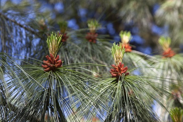 Ireland, North, Belfast, Botanic Gardens, details of Pine tree male pollen cone shaped like a pineapple.