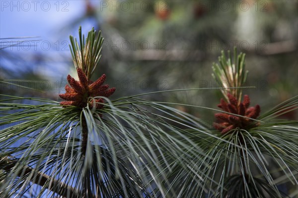 Ireland, North, Belfast, Botanic Gardens, details of Pine tree male pollen cone shaped like a pineapple.