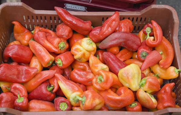 Budapest, Pest County, Hungary. Capsicum annuum bell peppers or chili peppers for sale at stall at the rail terminus Budapest Nyugati palyaudvar. When dried ground to make paprika. Hungary Hungarian Europe European East Eastern Buda Pest Budapest City Vegetable Vegatbles Fuit Chili Chillis Chillies Pepper Peppers Red Capsicum Annuum Bell Paprika Nyugati Palyaudvar Color Destination Destinations Eastern Europe