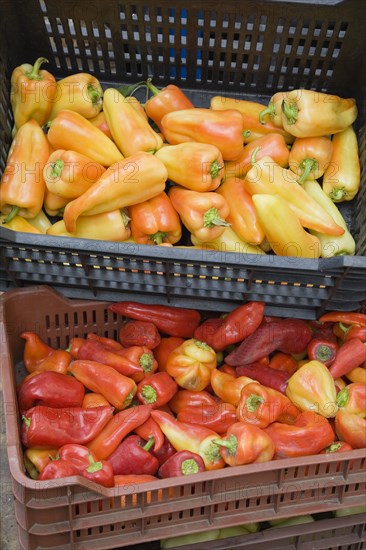 Budapest, Pest County, Hungary. Crates of yellow red and orange Capsicum annuum bell peppers or chili peppers on fresh produce stall at the rail terminus Budapest Nyugati palyaudvar. When dried ground to make paprika the word paprika is often used to refer to the bell peppers themselves. Hungary Hungarian Europe European East Eastern Buda Pest Budapest City Vegetable Vegatbles Fuit Chili Chillis Chillies Pepper Peppers Red Capsicum Annuum Bell Paprika Nyugati Palyaudvar Yelllow Color Destination Destinations Eastern Europe