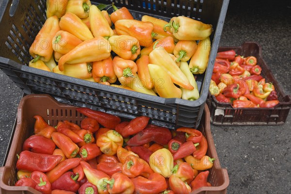 Budapest, Pest County, Hungary. Crates of yellow red and orange Capsicum annuum bell peppers or chili peppers on fresh produce stall at the rail terminus Budapest Nyugati palyaudvar. When dried ground to make paprika the word paprika is often used to refer to the bell peppers themselves. Hungary Hungarian Europe European East Eastern Buda Pest Budapest City Vegetable Vegatbles Fuit Chili Chillis Chillies Pepper Peppers Red Capsicum Annuum Bell Paprika Nyugati Palyaudvar Yellow Color Destination Destinations Eastern Europe