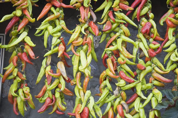 Kusadasi, Aydin Province, Turkey. Strings of brightly coloured chilies hanging up to dry in late afternoon summer sunshine and changing colour from green to red. Turkey Turkish Eurasia Eurasian Europe Asia Turkiye Aydin Province Kusadasi Chili Chilis Chilli Chillis Chillie Chillies Dried Drying Hanging Hung Pepper Peppers Capsicum Capsicums Red Color Colour Colored Coloured Orange Green Destination Destinations European Middle East South Eastern Europe Western Asia