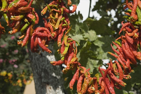 Selcuk, Izmir Province, Turkey. Ephesus. Strings of brightly coloured Capsicum annuum cultivars of chillies hanging up to dry in late afternoon summer sun. Turkey Turkish Eurasia Eurasian Europe Asia Turkiye Izmir Province Selcuk Ephesus String Strings Chili Chilis Chilli Chilli Chillie Chillies Capsicum Capiscums Pepper Peppers Red Orange Green Color Colour Coloured Colored Colorful Colourful Multi Hung Hang Hanging Dry Drying Dried Spice Spices Food Destination Destinations European Middle East South Eastern Europe Western Asia