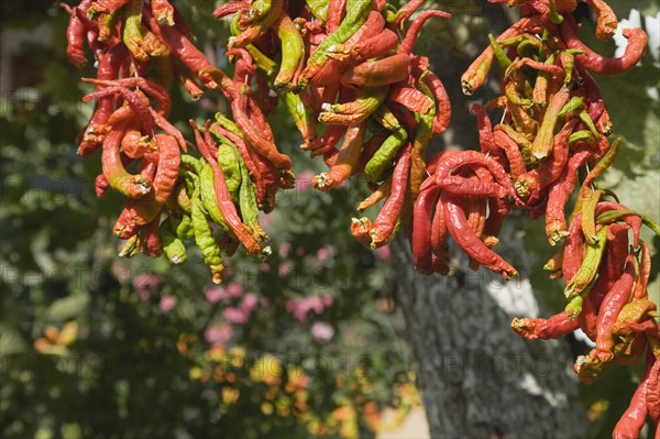 Selcuk, Izmir Province, Turkey. Ephesus. Strings of brightly coloured Capsicum annuum cultivars of chillies hanging up to dry in late afternoon summer sun. Asian Color Colored Destination Destinations European Middle East South Eastern Europe Turkish Turkiye Western Asia