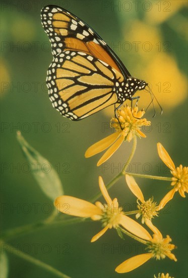 Monarch butterfly Danaus plexippus. Animal Animals Beautiful Beauty Beauty In Nature Botanical Botany Butterflies Butterfly Color Colour Danaus Plexippus Day Daytime Flower Flowers Fragile Fragility Growth Insect Insects Monarch Butterflies Monarch Butterfly Natural Pattern Nature No One No People Nobody One Animal Outdoors Outside Pattern Patterns Photography Plant Plants Selective Focus Vertical bug delicate ecology monarch wings 1 Single unitary