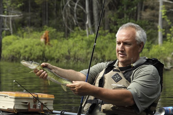 Sullivan, New Hampshire, USA. Jeff Russell holding a Pickerel fish caught by fishing from kayak on Bolster Pond. USA United State States America American New Hampshire NH Sullivan Bolster pond lake Water Sport Fishing Fish Pikckerel Southern Pike Kayak Man Jeff Russell MR Model Released Model Released Destination Destinations Male Men Guy New Hampshire Live Free or Die Granite State North America Northern One individual Solo Lone Solitary United States of America