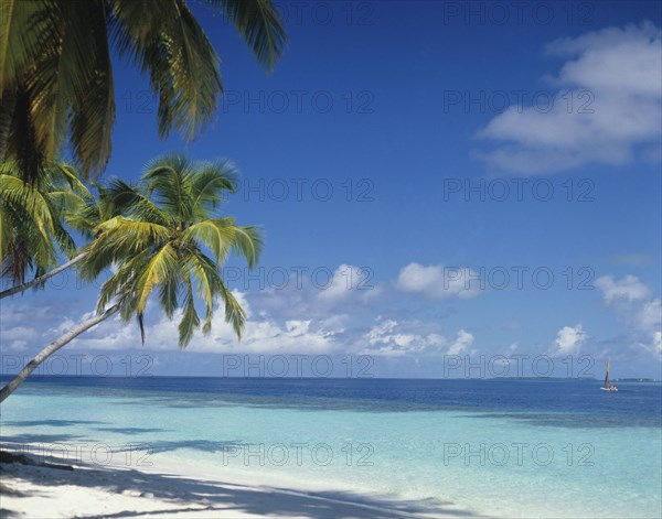Beach, Maldives. Deserted beach with tourists on catamaran boat in the Indian Ocean. Maldives Island Islands Paradise Holiday Sea Water Travel Calm Blue Sky Beach Sand Shore Coast Indian Ocean Asia Asian Palm Trees Clear Vacation Tourists Clouds Cloud Sky Color Destination Destinations Divehi Rajje Holidaymakers Sand Sandy Beaches Tourism Seaside Shore Tourist Tourists Vacation