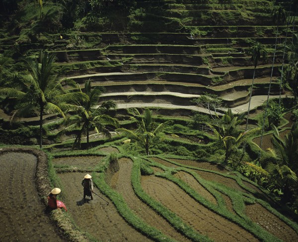 Ubud, Bali, Indonesia. Rice terraces with workers in the paddies. Indonesia Asia South East Indonesian Asian Bali Balinese Ubud Agriculture Farm Farming Rural Rice Growing Terrace Terraces Workers Water Flooded Paddy Paddies Steps Stepped Steep Levels Color Destination Destinations Farming Agraian Agricultural Growing Husbandry Land Producing Raising Scenic Southeast Asia Southern