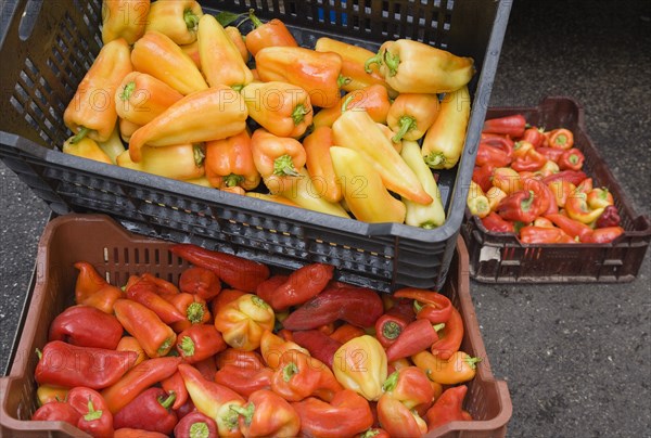 Budapest, Pest County, Hungary. Crates of yellow red and orange Capsicum annuum bell pepper or chili pepper on fresh produce stall at the rail terminus Budapest Nyugati palyaudvar. When dried ground to make paprika the word paprika is often used to refer to the bell peppers themselves. Hungary Hungarian Europe European East Eastern Buda Pest Budapest City Vegetable Vegatbles Fuit Chili Chillis Chillies Pepper Peppers Red Capsicum Annuum Bell Paprika Nyugati Palyaudvar Yellow Color Destination Destinations Eastern Europe