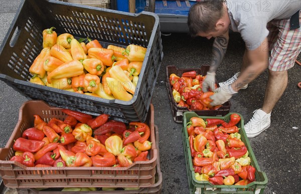 Budapest, Pest County, Hungary. Man bending to pack crates with Capsicum annuum bell peppers or chili peppers on fresh produce stall at the rail terminus Budapest Nyugati palyaudvar. When dried and ground makes paprika the word paprika is often used to refer to the bell peppers themselves. Hungary Hungarian Europe European East Eastern Buda Pest Budapest City Vegetable Vegatbles Fuit Chili Chillis Chillies Pepper Peppers Red Capsicum Annuum Bell Paprika Nyugati Palyaudvar Yellow man packing Work Worker Vendor Selling Color Eastern Europe Male Men Guy One individual Solo Lone Solitary