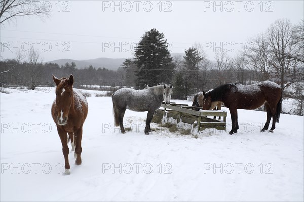 Swanzey, New Hampshire, USA. Horses feeding on hay in the winter snow. USA United States State America American New Hamsphire NH Swanzey Horse Horses Equestrian Winter Snow Feed Feeding Snowy Scene White Color New Hampshire Live Free or Die Granite State North America Northern United States of America