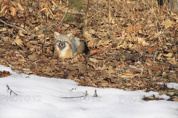 Grey fox amongst fallen leaves in winter in Keene New Hampshire. USA United States State America American Keene New Hampshire NH Grey Gray Fox Foxes Winter Urocyon Cinereargenteus Snow Autumn Fall Leaves Camouflage Camouflaged Blend Blended Blending Hidden Hide Sly Brown White New Hampshire Live Free or Die Granite State North America Northern United States of America