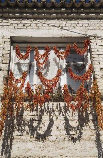 Kusadasi, Aydin Province, Turkey. Strings of red and orange chilies hung up to dry in late afternoon summer sunshine across windows of whitewashed houses in the old town casting shadows over the brickwork. Turkey Turkish Eurasia Eurasian Europe Asia Turkiye Aydin Province Kusadasi Chili Chilis Chilli Chillis Chillie Chillies Dried Drying Hanging Hung Pepper Peppers Capsicum Capsicums Red Color Colour Colored Coloured Orange Destination Destinations European Middle East South Eastern Europe Western Asia