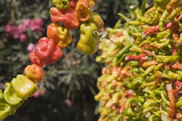 Selcuk, Izmir Province, Turkey. Ephesus. Strings of brightly coloured Capsicum annuum cultivars of chillies hanging up to dry in late afternoon summer sun. Asian Color Colored Destination Destinations European Middle East South Eastern Europe Turkish Turkiye Western Asia