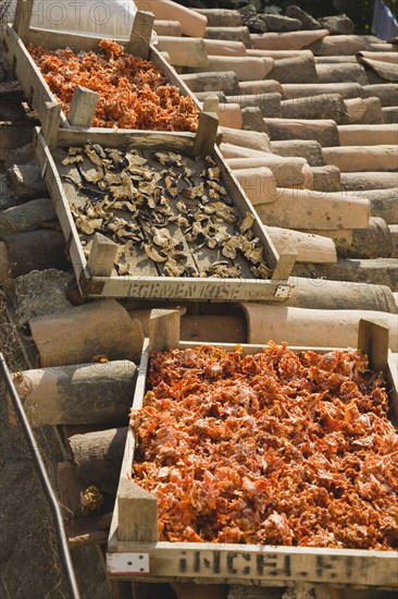 Sirince, Aydin Province, Turkey. Shallow wooden crates of chilies and mushrooms drying in late afternoon summer sunshine on tiled rooftops of house in the old town. Turkey Turkish Eurasia Eurasian Europe Asia Turkiye Aydin Province Selcuk Chili Chilis Chilli Chillis Chillie Chillies Dried Drying Mushroom Mushroom Fungi Pepper Peppers Capsicum Capsicums Red Color Colour Colored Coloured Orange European Middle East South Eastern Europe Western Asia