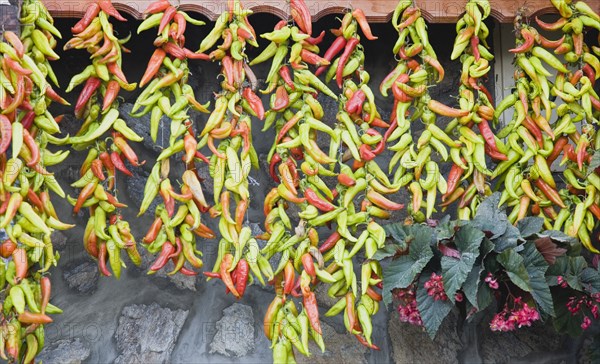 Sirince, Aydin Province, Turkey. Strings of brightly coloured chilies hanging up to dry from roof of house in late afternoon summer sunshine in old town. Turkey Turkish Eurasia Eurasian Europe Asia Turkiye Aydin Province Kusadasi Chili Chilis Chilli Chillis Chillie Chillies Dried Drying Hanging Hung Pepper Peppers Capsicum Capsicums Red Color Colour Colored Coloured Orange Green Destination Destinations European Middle East South Eastern Europe Western Asia