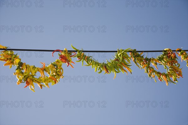 Kusadasi, Aydin Province, Turkey. Strings of brightly coloured chilies hanging up to dry in late afternoon summer sunshine in the old town. Turkey Turkish Eurasia Eurasian Europe Asia Turkiye Aydin Province Kusadasi Chili Chilis Chilli Chillis Chillie Chillies Dried Drying Hanging Hung Pepper Peppers Capsicum Capsicums Red Color Colour Colored Coloured Orange Blue Destination Destinations European Middle East South Eastern Europe Western Asia