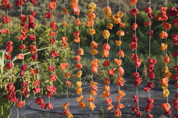 Aydin Province, Turkey. Strings of brightly coloured red and orange chilies hanging up to drying in late afternoon sunshine on the road from Selcuk to Sirince. Asian Color Colored Destination Destinations European Middle East South Eastern Europe Turkish Turkiye Western Asia
